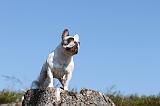 BOULEDOGUE FRANCAIS 110
